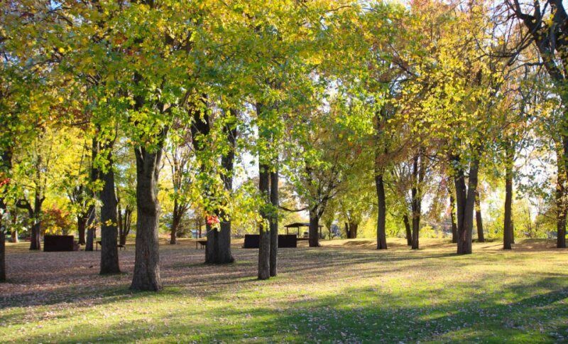 A grove of trees with autumn-tinted yellow and green foliage in a sunlit park, with leaves scattered on the grassy ground.