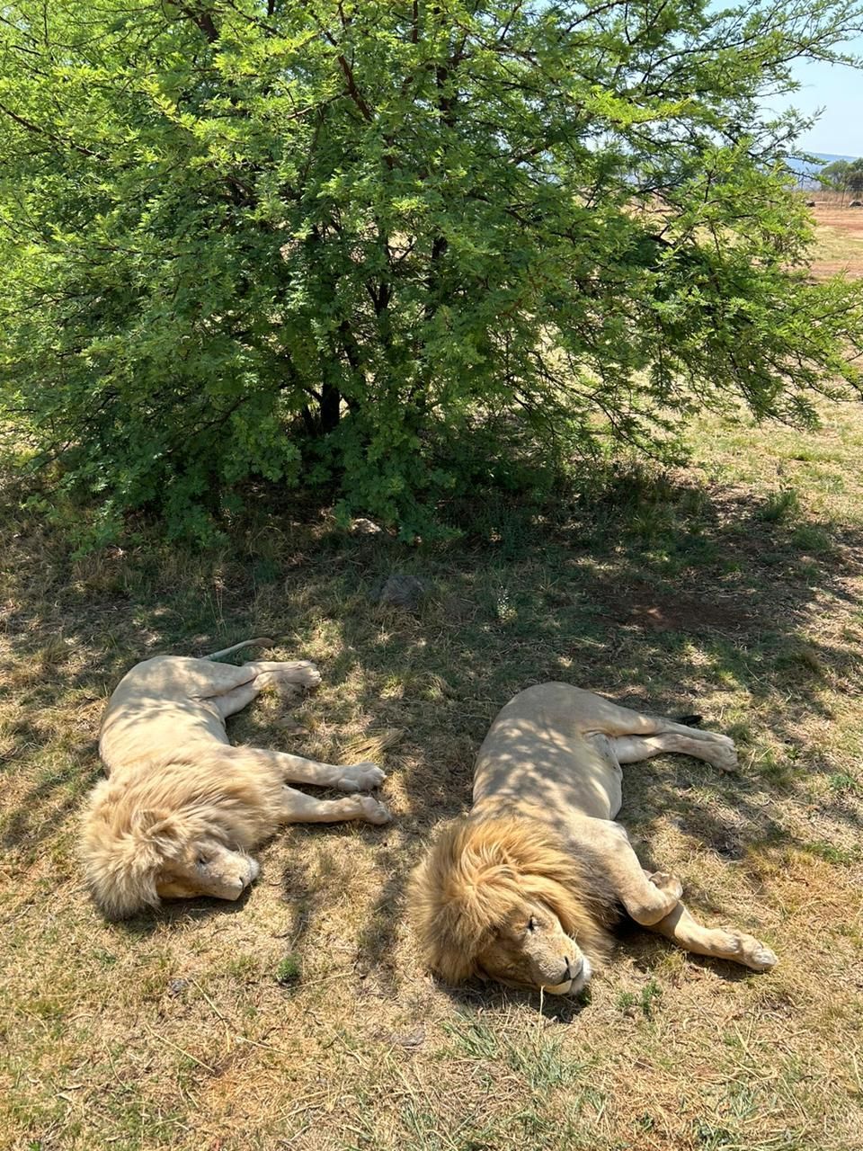 Two lions are laying under a tree in the grass.