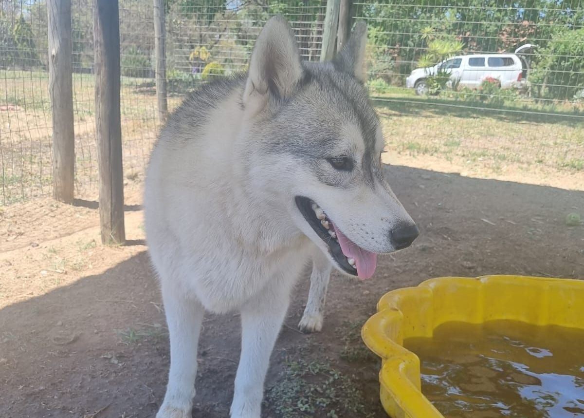 A husky dog is standing next to a yellow pool of water.