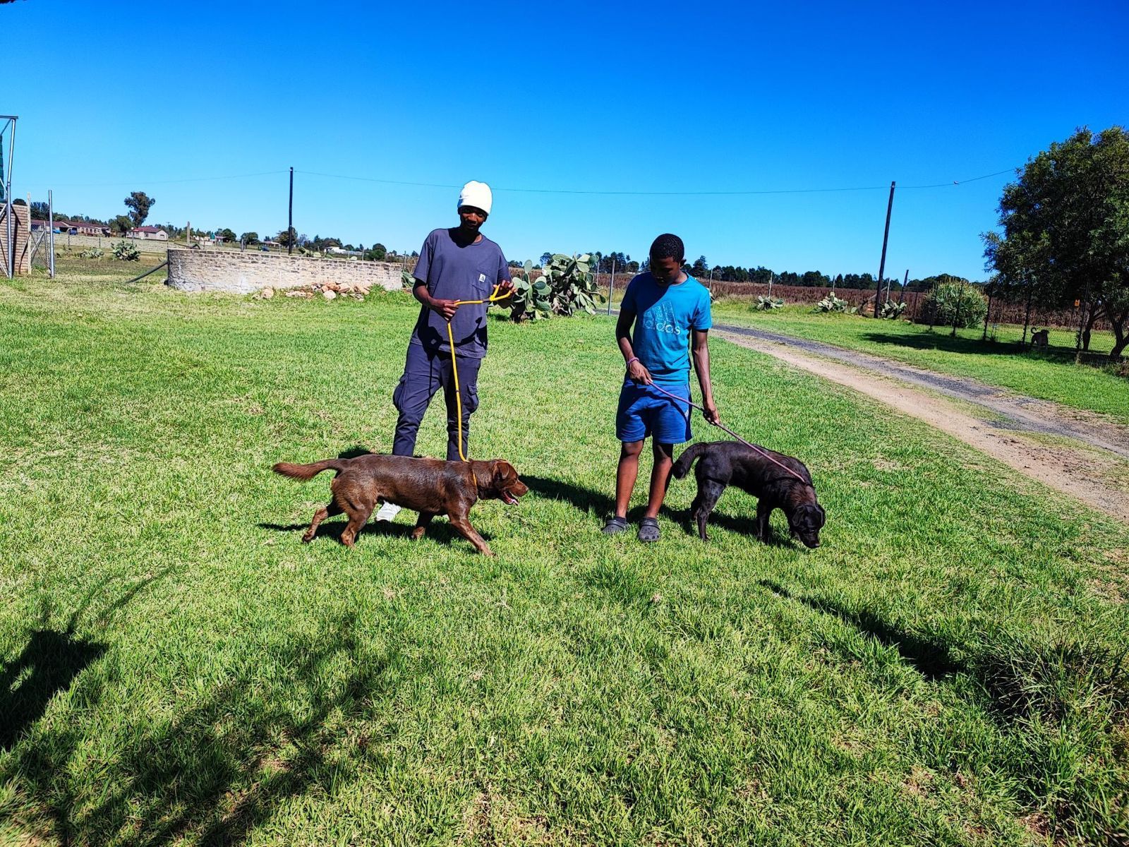 Two men are walking two dogs in a grassy field.
