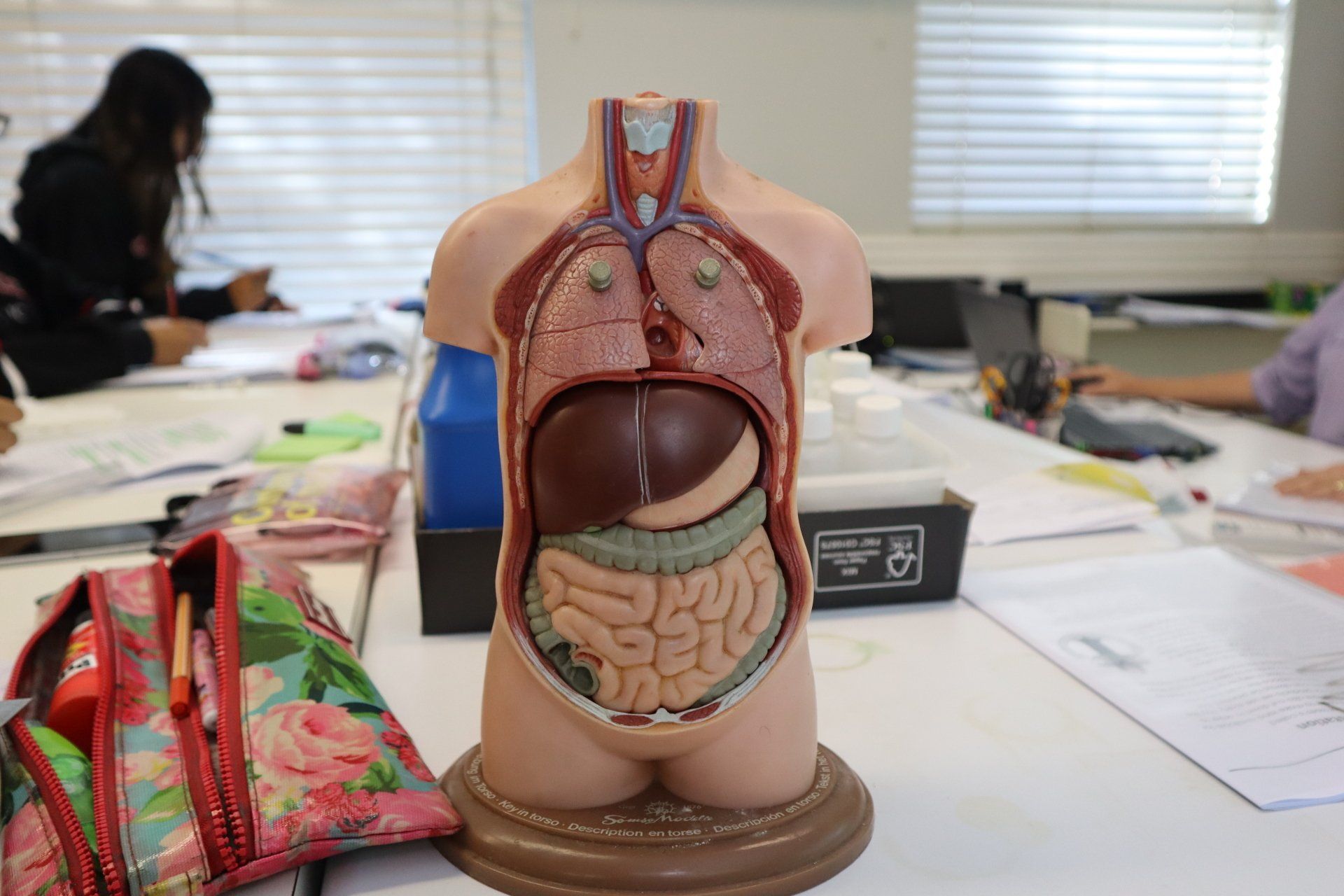 a model of the inside of a human body is sitting on a table .