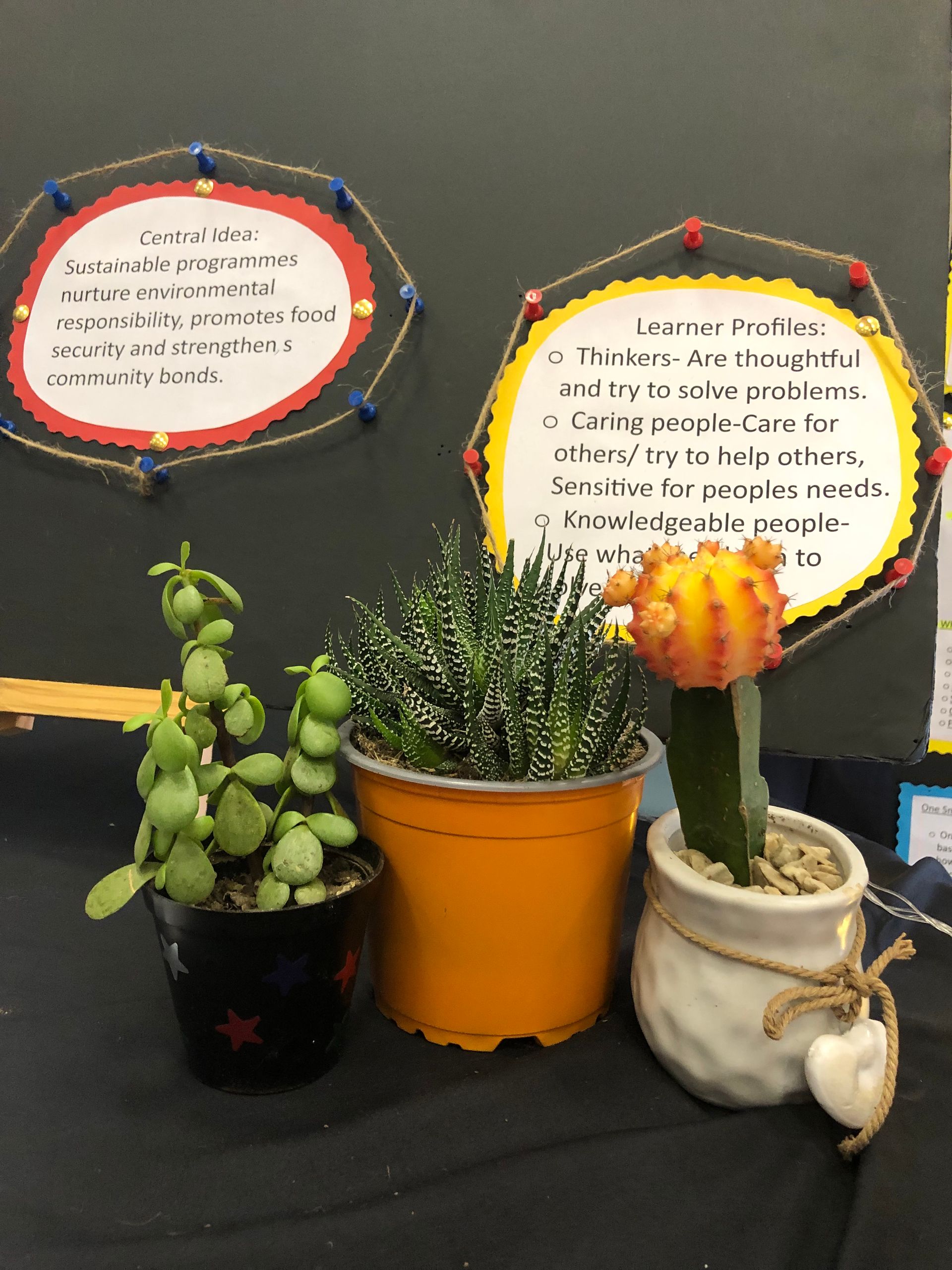 A group of potted plants are sitting on a table.