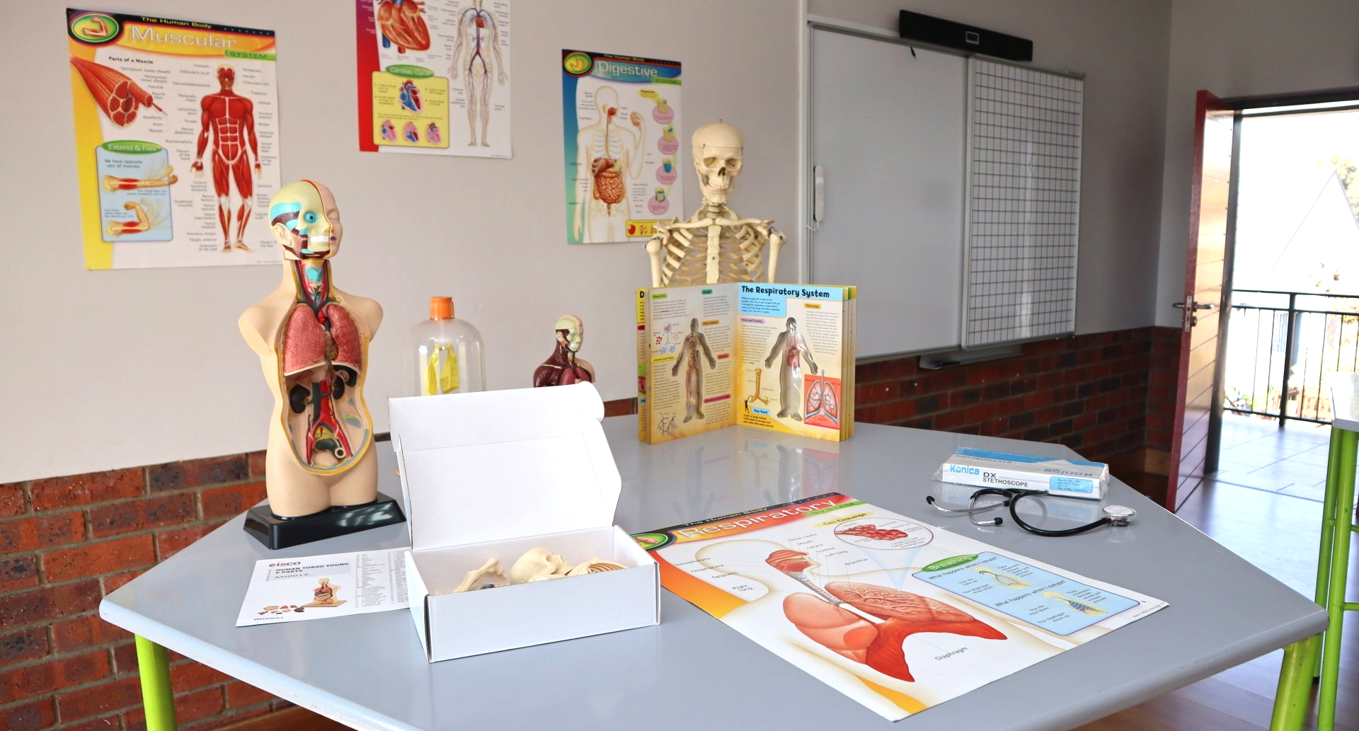 A table with a model of the human body on it in a classroom.