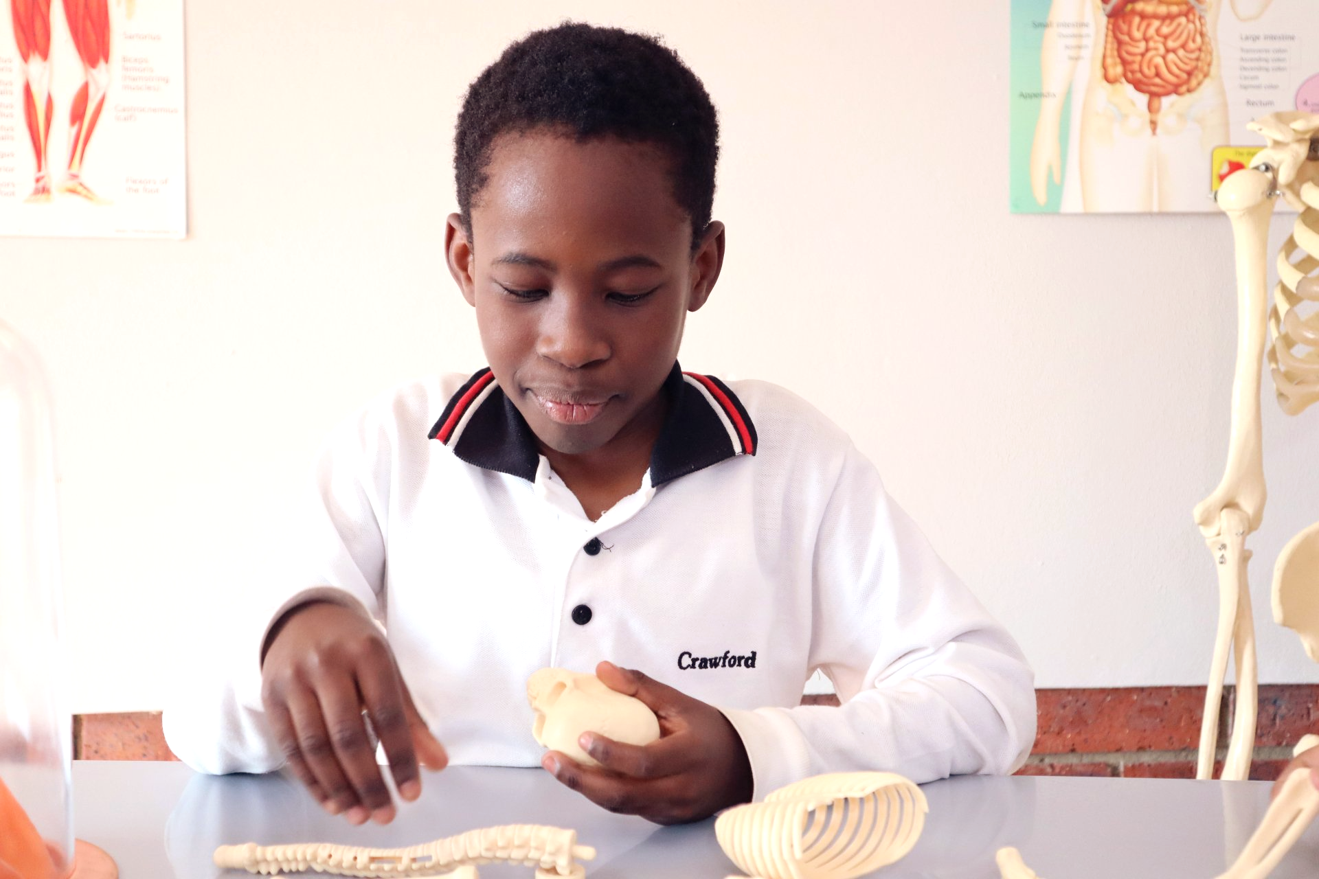 a young boy is sitting at a table looking at a skeleton model .