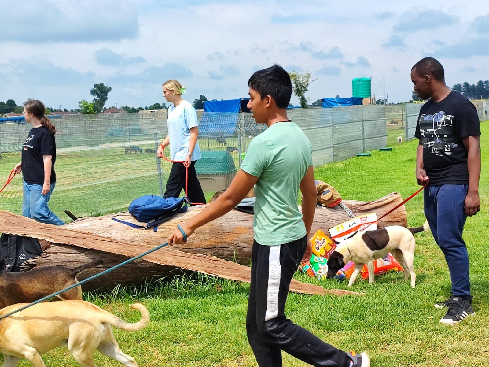 A group of people are walking dogs in a park.