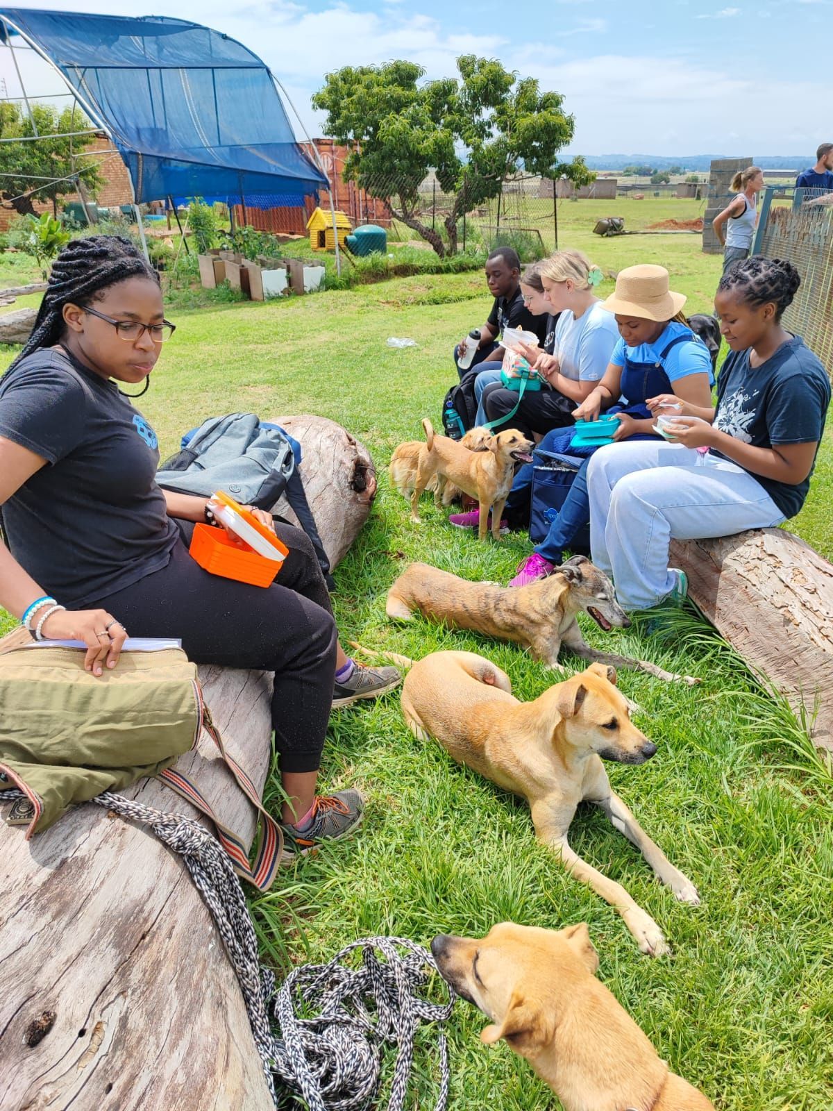 A group of people are sitting on logs in the grass with dogs.