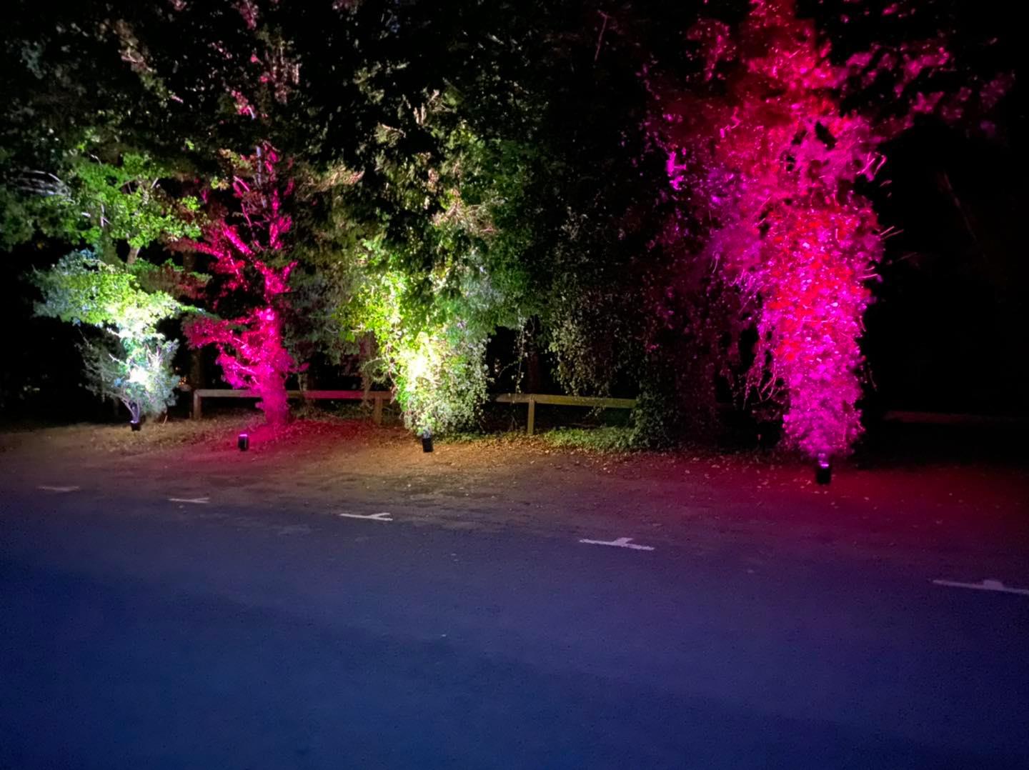 Trees illuminated with white, green, and pink lights along a path at night.