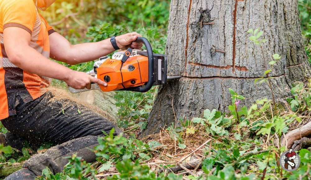 Contact us for professional tree removal in Allentown, Bethlehem & Surrounding Areas