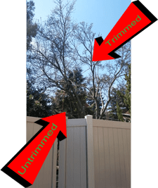 Properly trimmed trees vs. not properly trimmed trees.