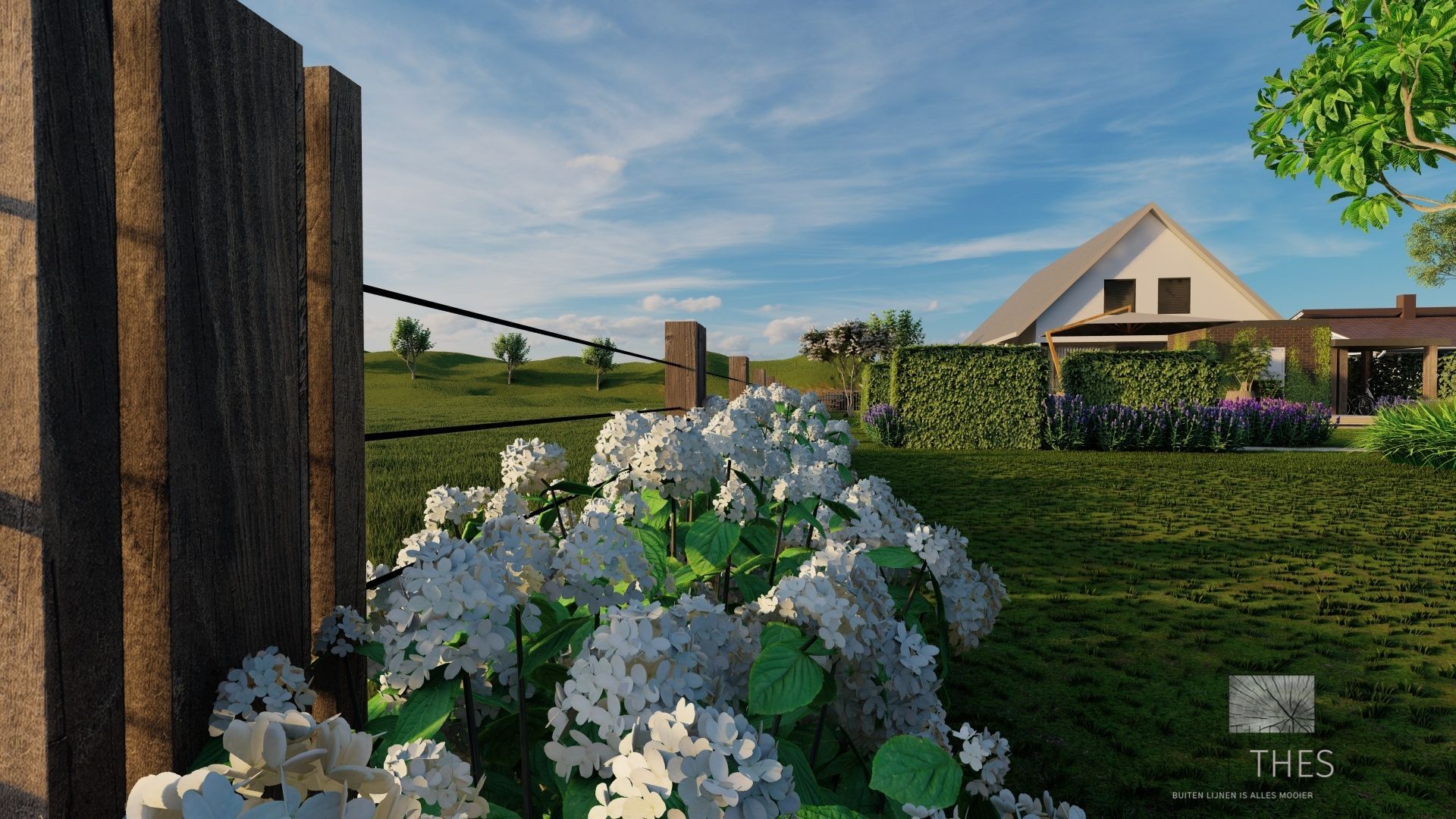 Witte hortensia's staan in bloei, met op de achtergrond een houten hek en een huis, op een zonnige dag.