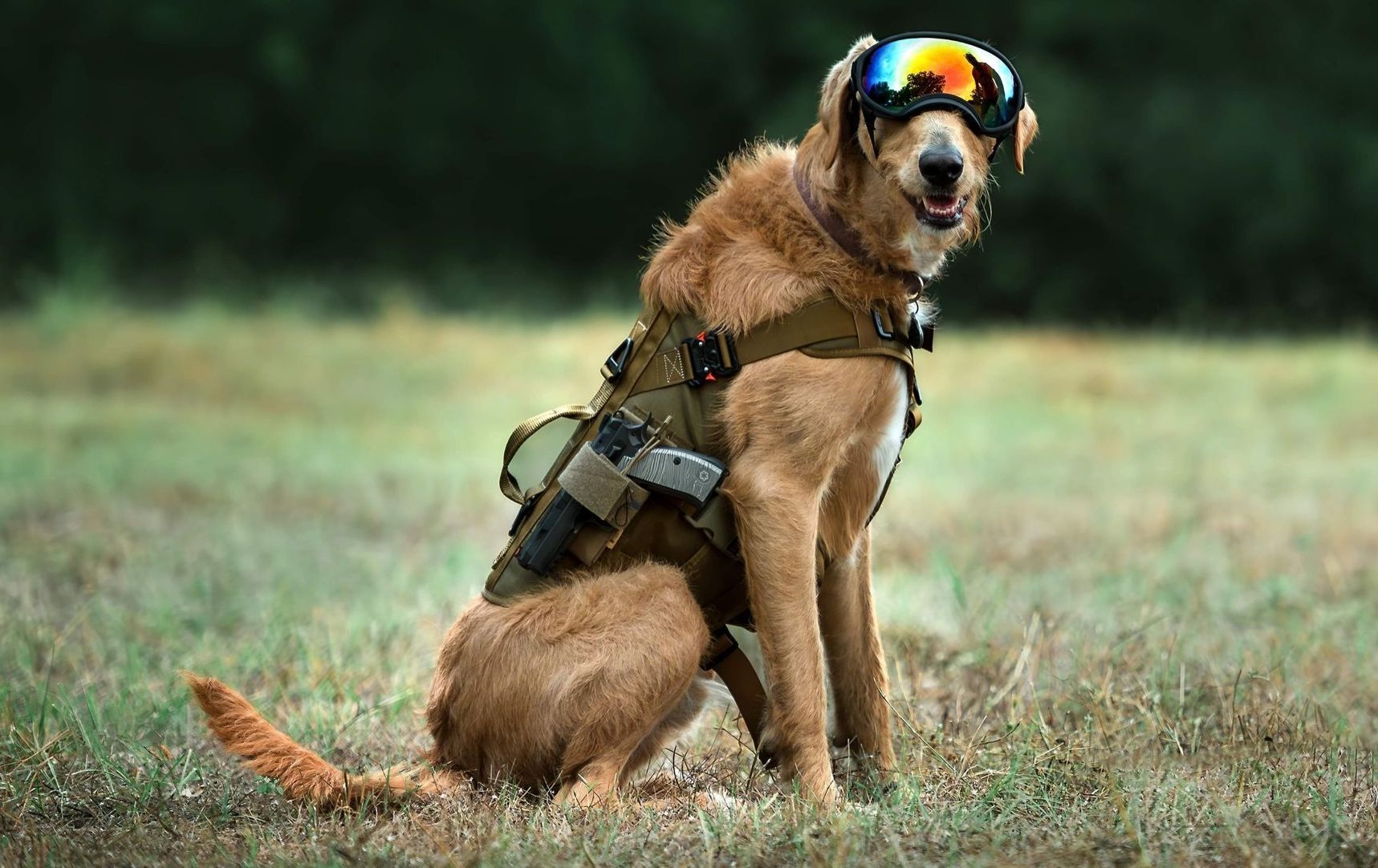 K9-Dog-Security-Ready for battle-gunslinger-bark-furry friends-Armed to the teeth