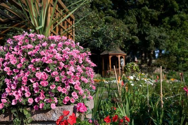 Pink flowers blooming in a garden with lush greenery and a wooden trellis