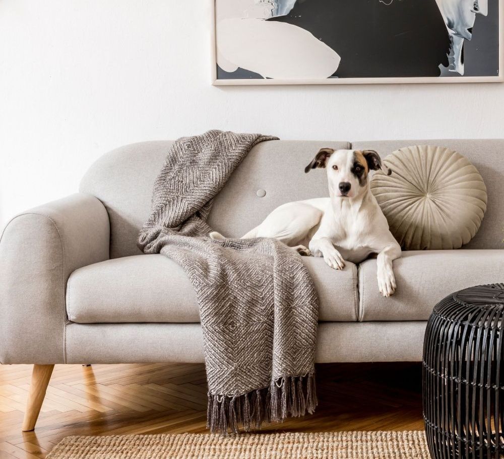 A relaxed dog lounging on a modern sofa in a bright, cozy living room