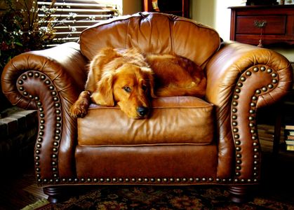 A dog is laying on a brown leather chair
