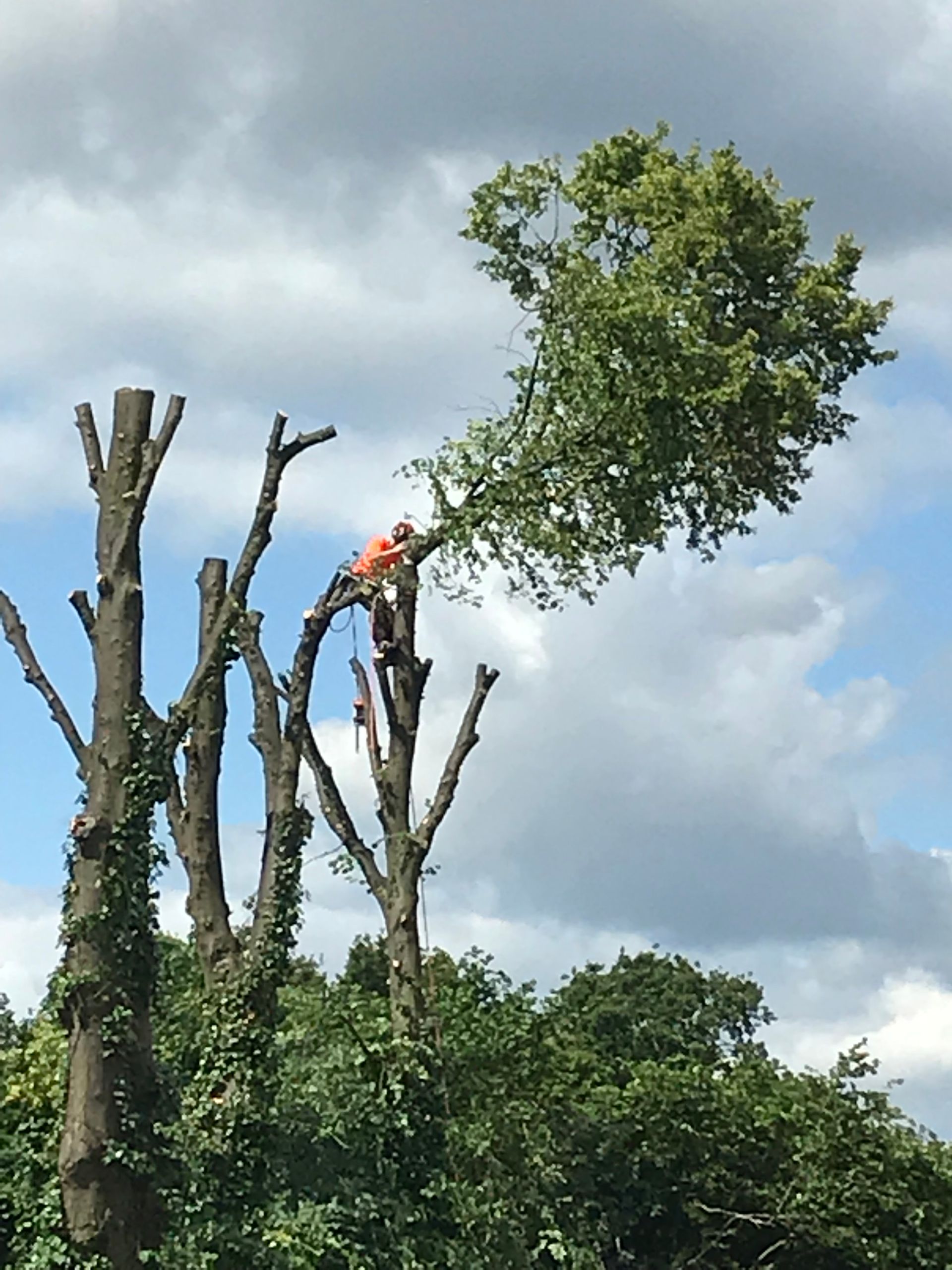 tree cutting