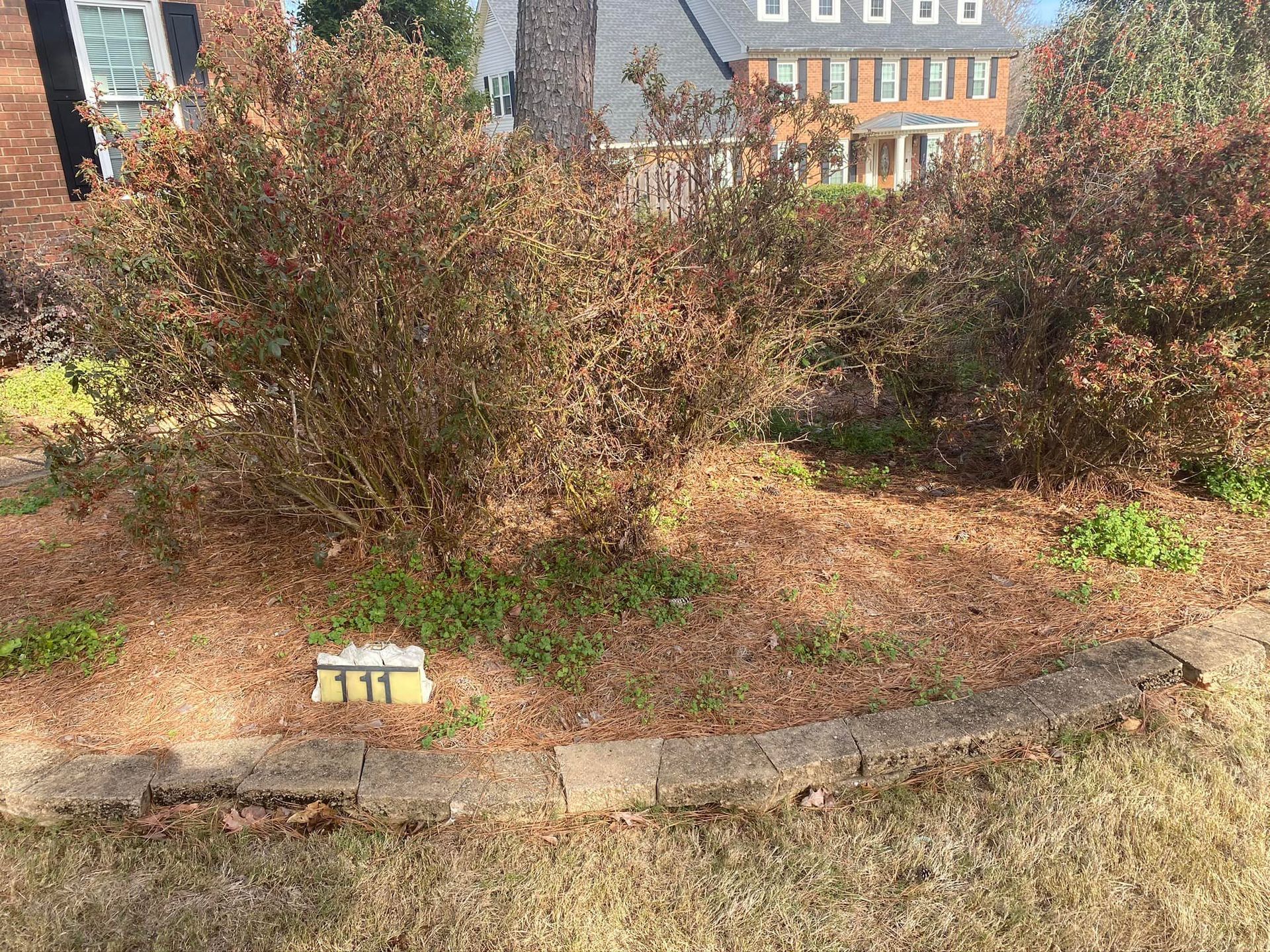 A garden bed with brown shrubs, mulch, and low weeds, bordered by stone pavers in front of a brick house.