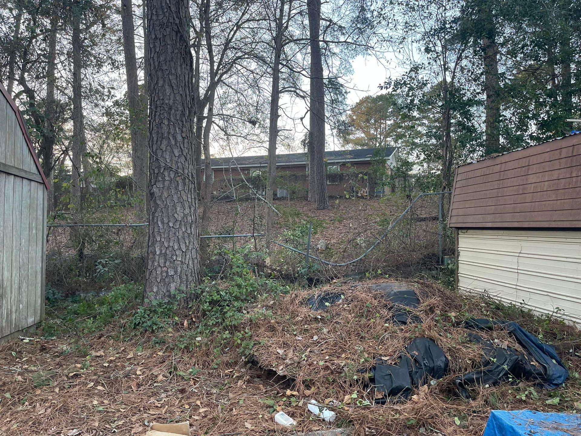 A backyard with a large tree, a pile of leaves, a small shed on the left, and a larger building behind a chain-link fence.