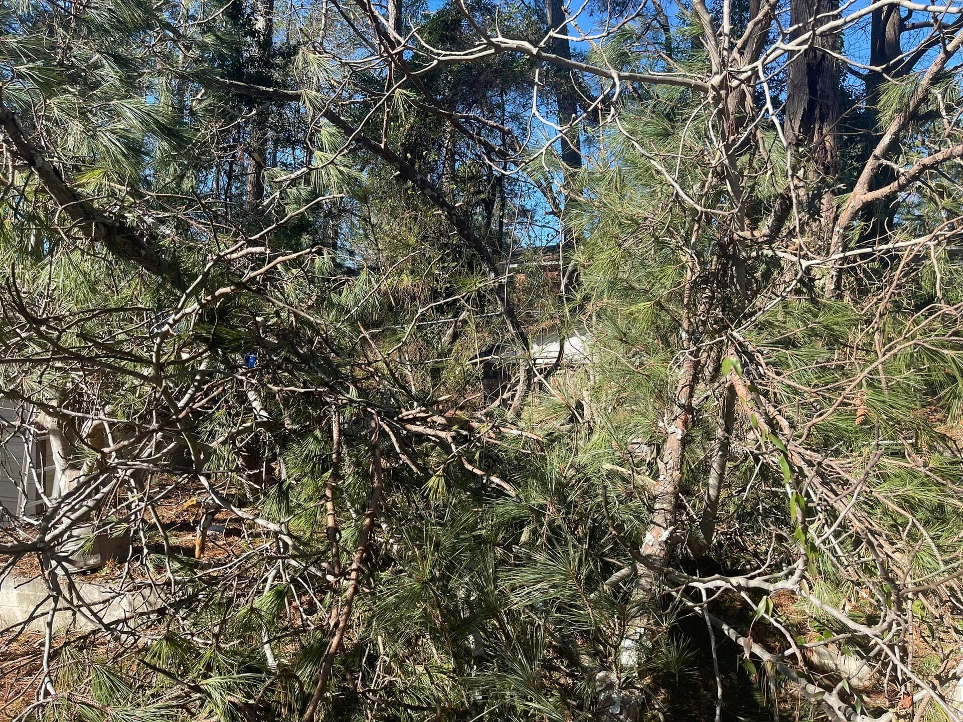 Dense, evergreen tree branches with needles and bare twigs against a backdrop of forest and patches of snow.