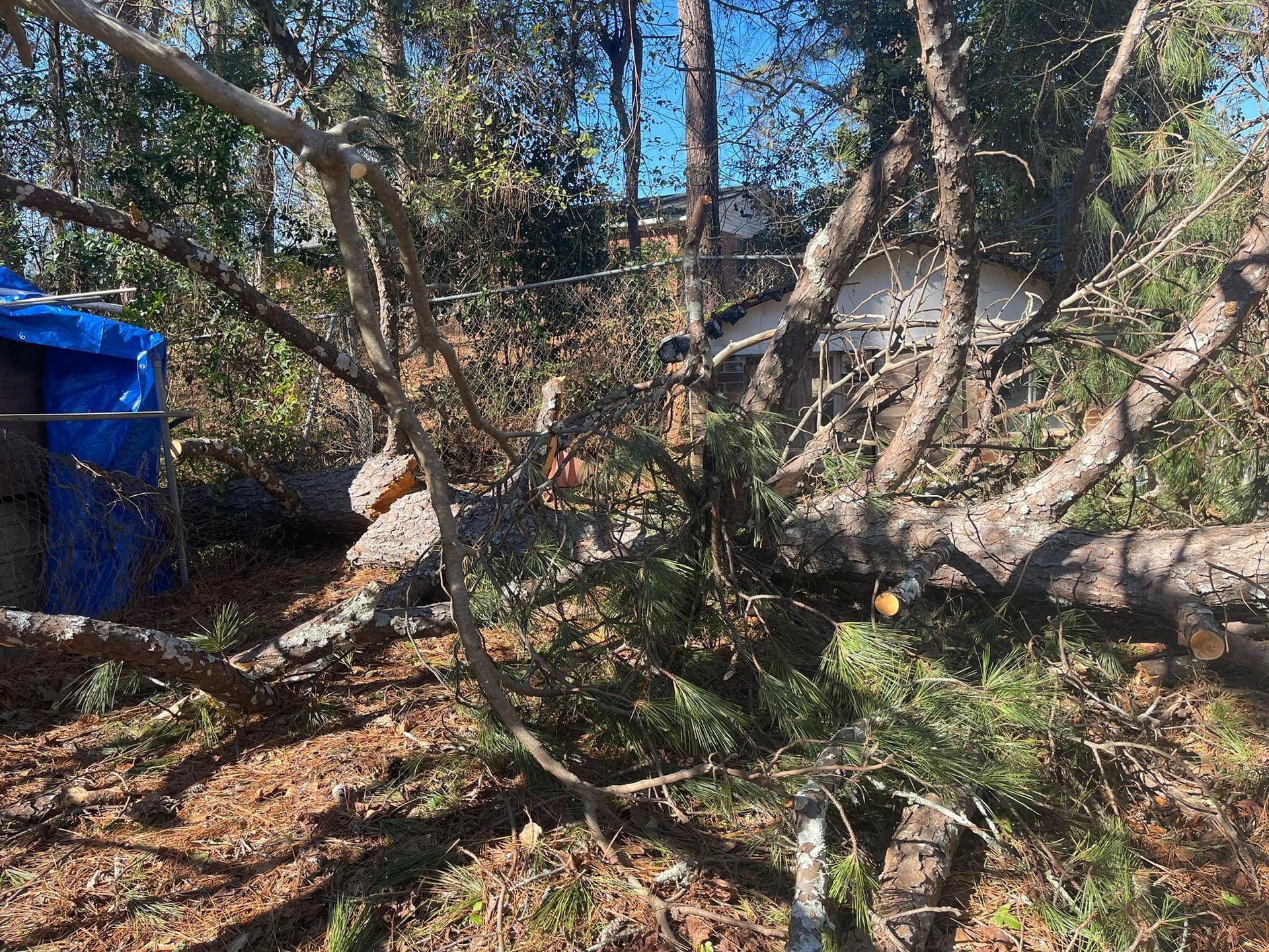 A large tree has fallen across a yard, partially obstructing a structure covered by a blue tarp.