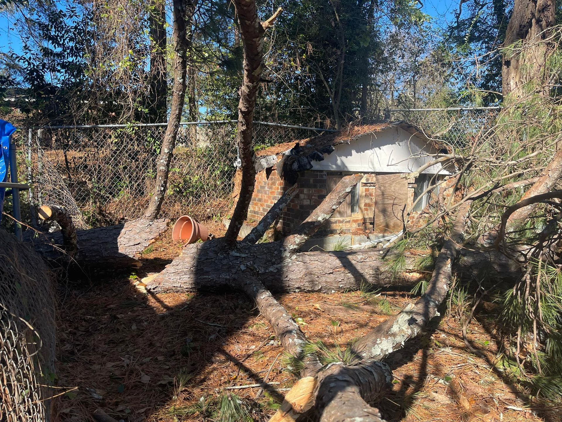 A small, light-colored doghouse sits in a wooded yard under downed tree branches after a storm.