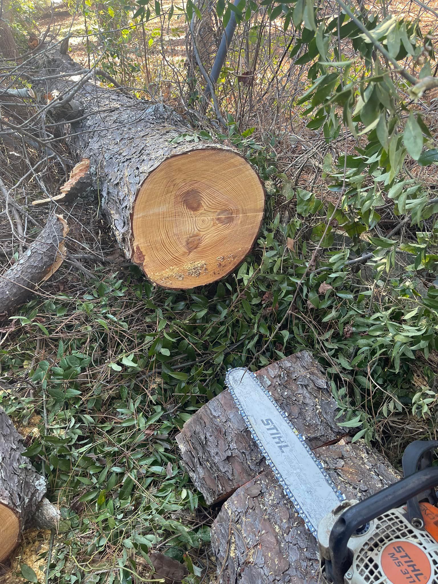 A STIHL chainsaw rests on the ground near a recently cut log in a wooded area.