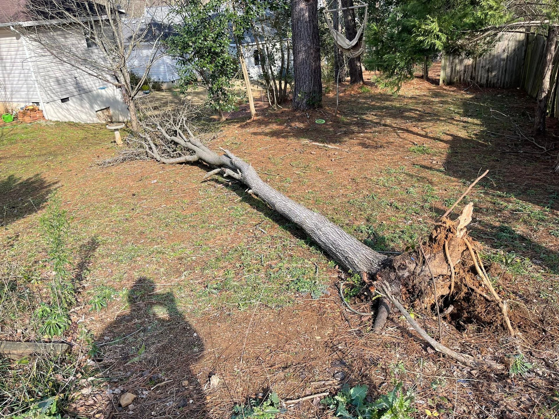 A large, uprooted tree lies horizontally across a grassy residential backyard during the day.