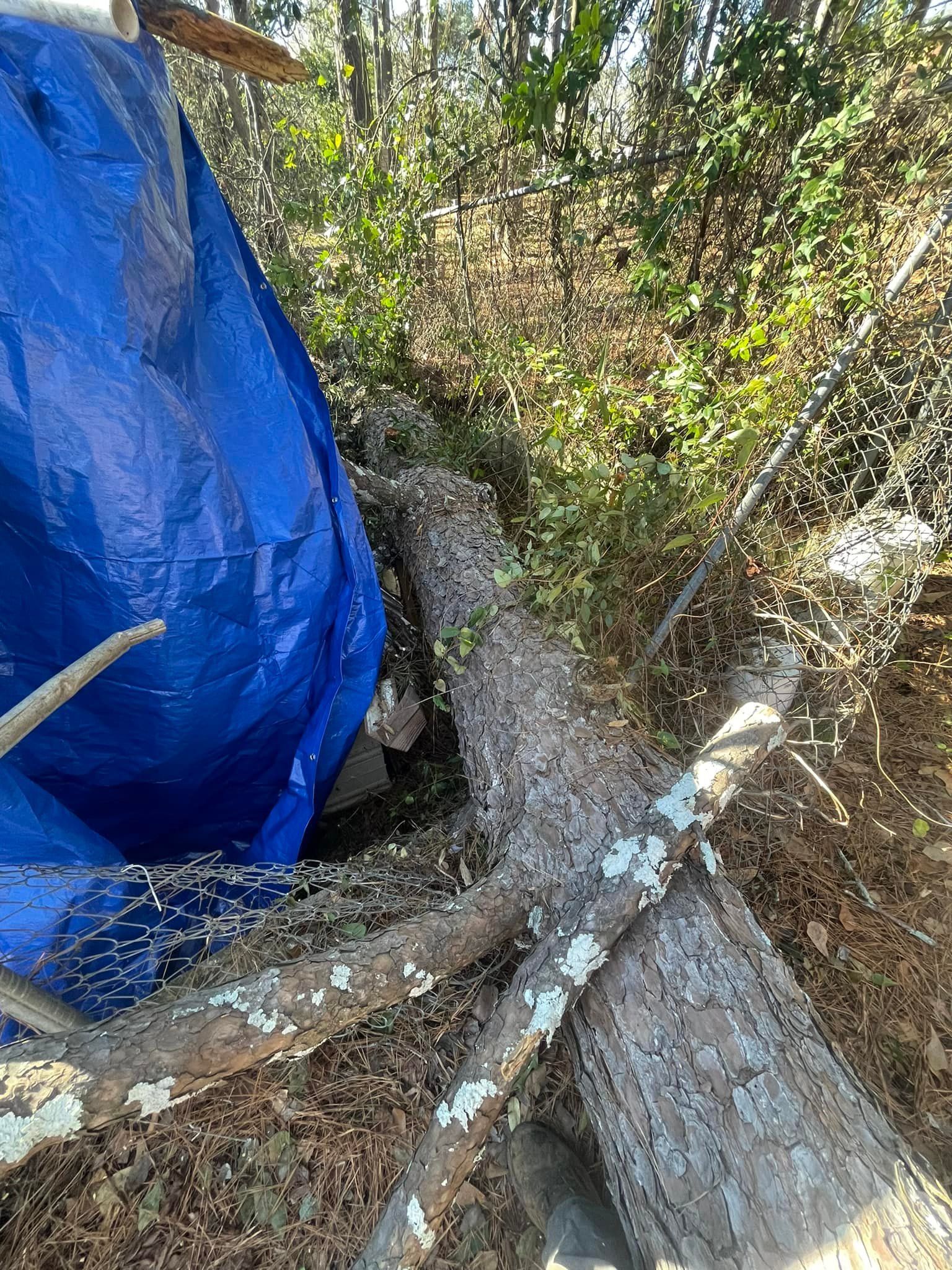 A blue plastic tarp is draped over a fallen tree limb in a wooded area, partially covering a dark space beneath it.
