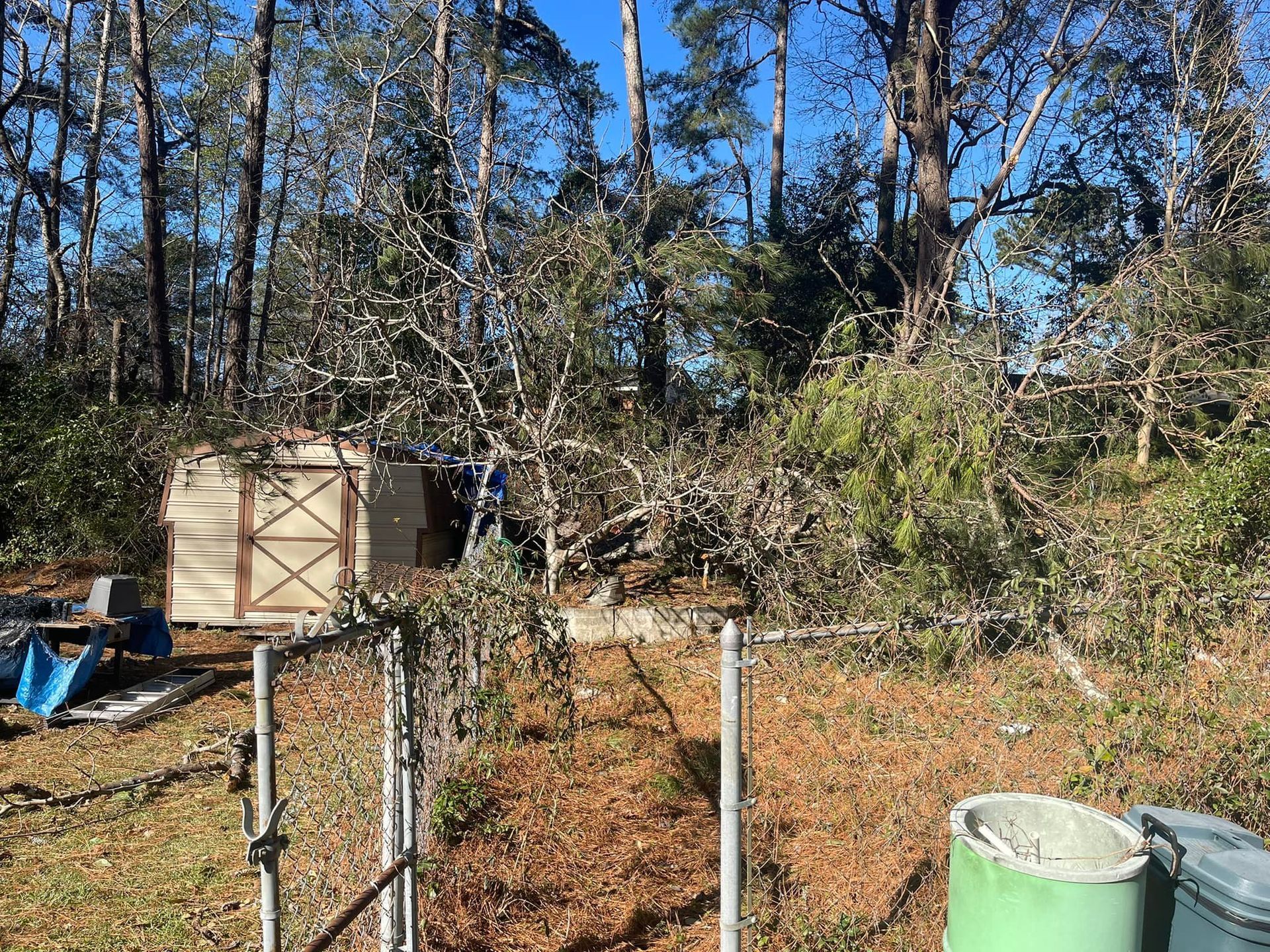 A fallen tree lies across a beige garden shed and chain-link fence in a wooded area under a clear blue sky.