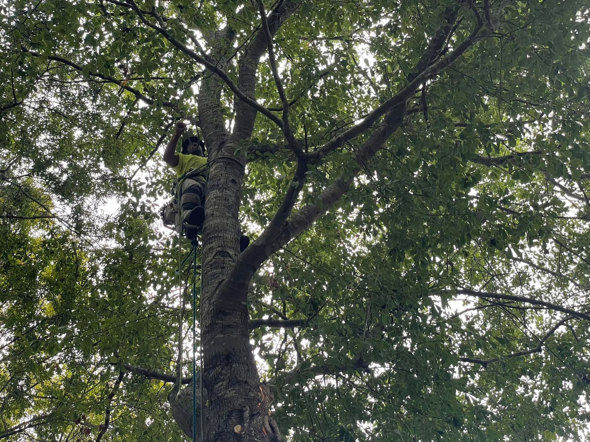 An arborist in high-visibility gear climbs a tall tree, secured by a climbing rope and harness.