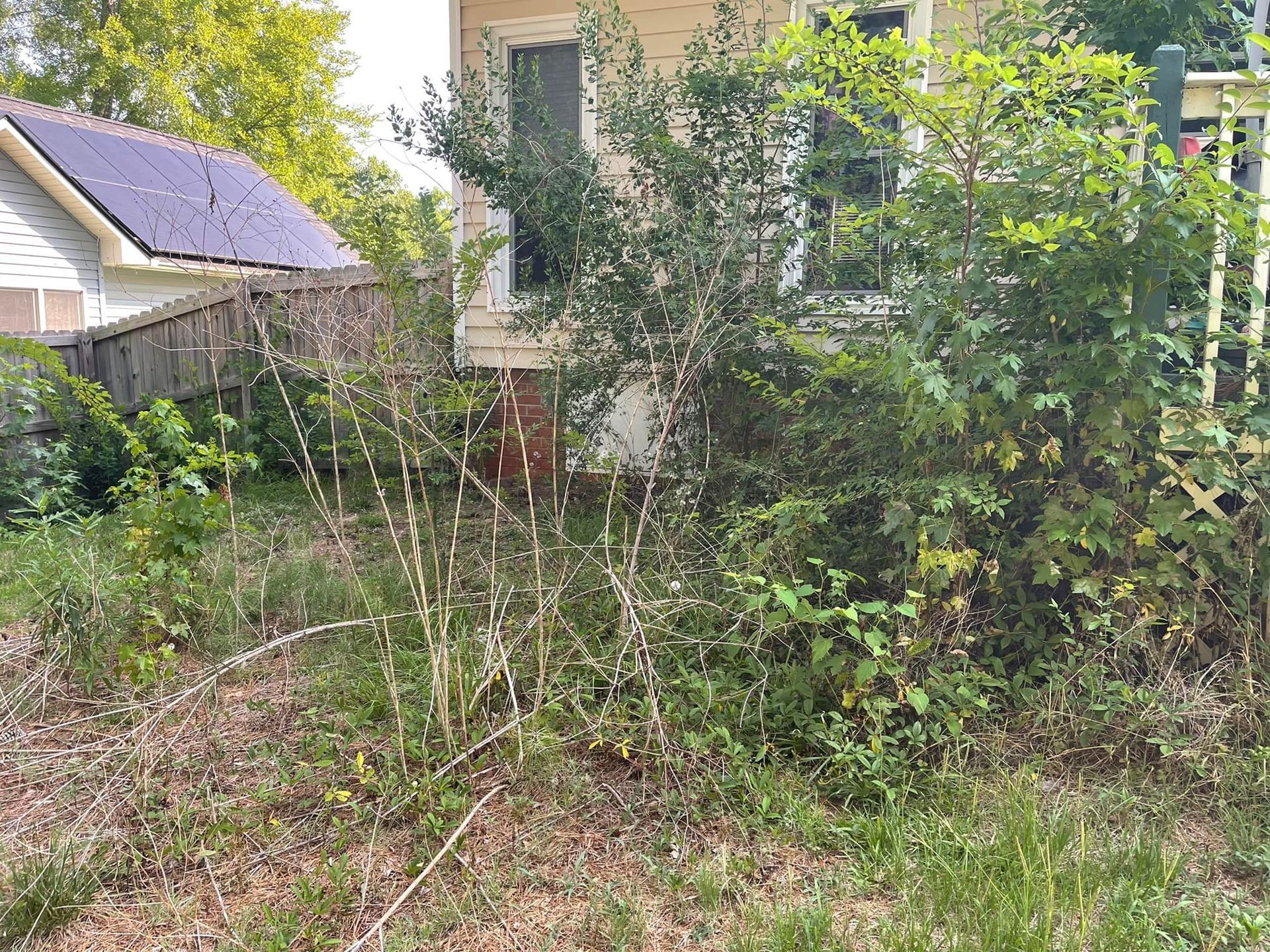 An overgrown backyard area with a tan house in the background, featuring shrubs, bushes, and a partial wooden fence.