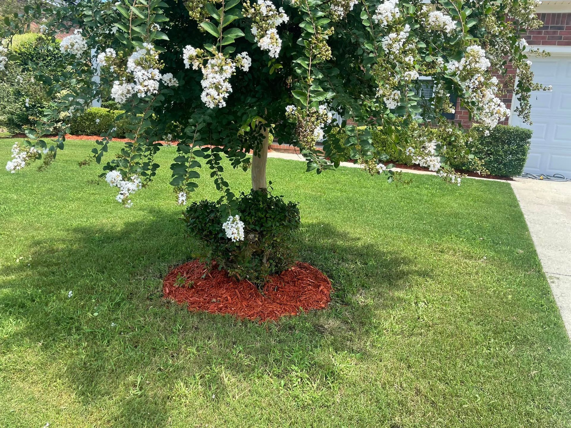 A small, white-flowered crape myrtle tree centered in a circular bed of red mulch surrounded by a green grassy lawn.