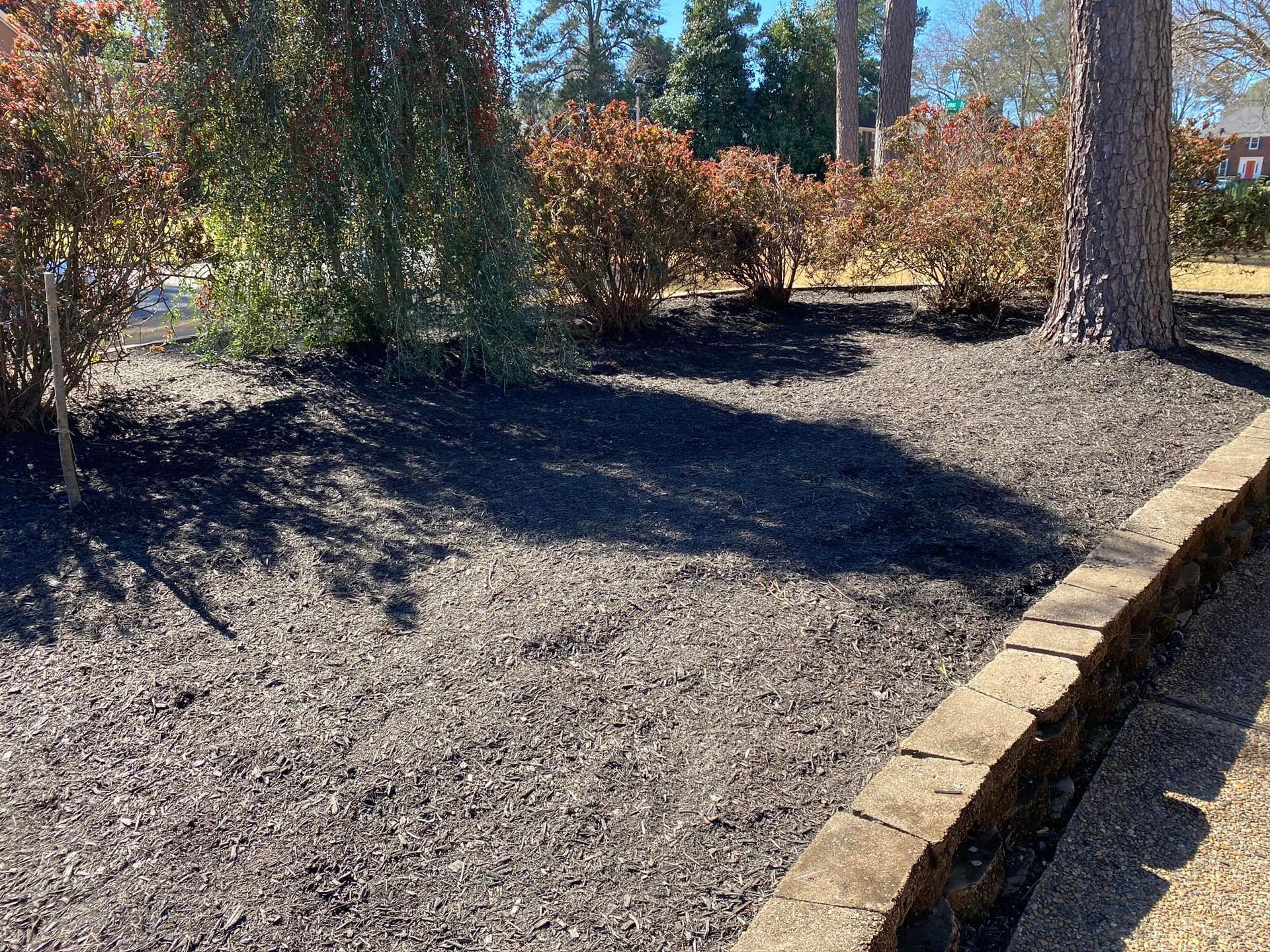 A garden bed covered in dark mulch with shrubs and a pine tree, bordered by a stone wall along a walkway.