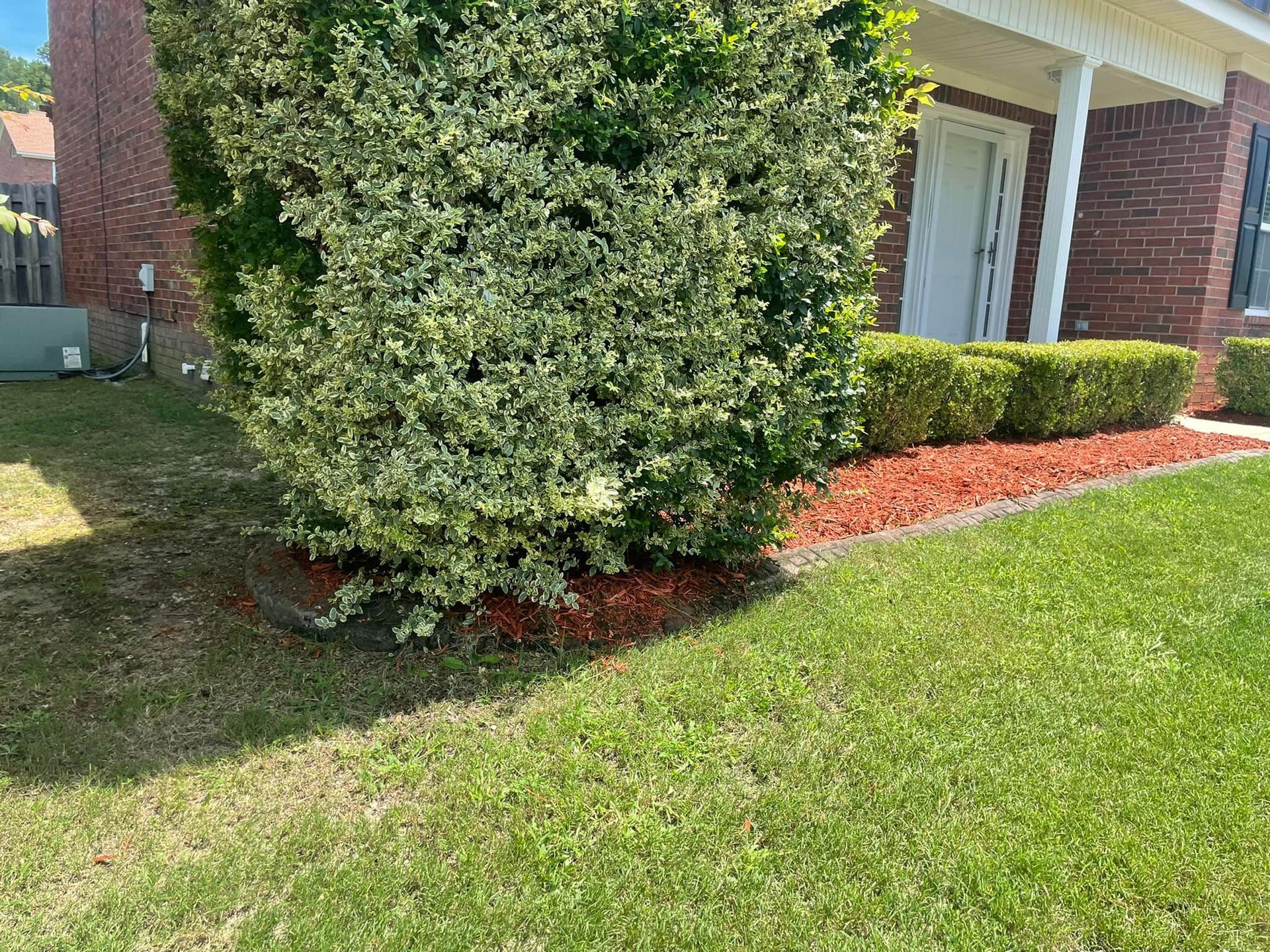 A large variegated shrub sits in a garden bed of red mulch in front of a brick house with a white door and green lawn.