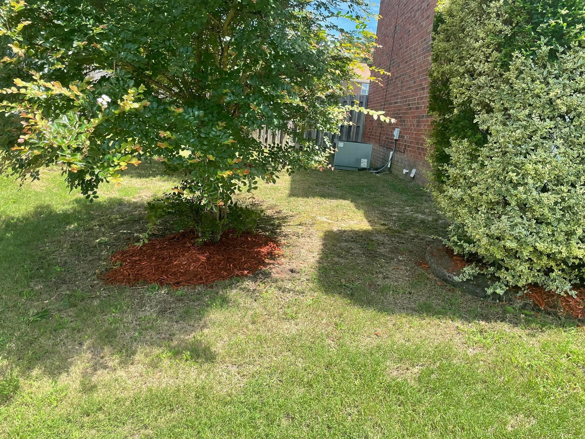 A small tree with red mulch at its base grows next to a brick wall in a green backyard.