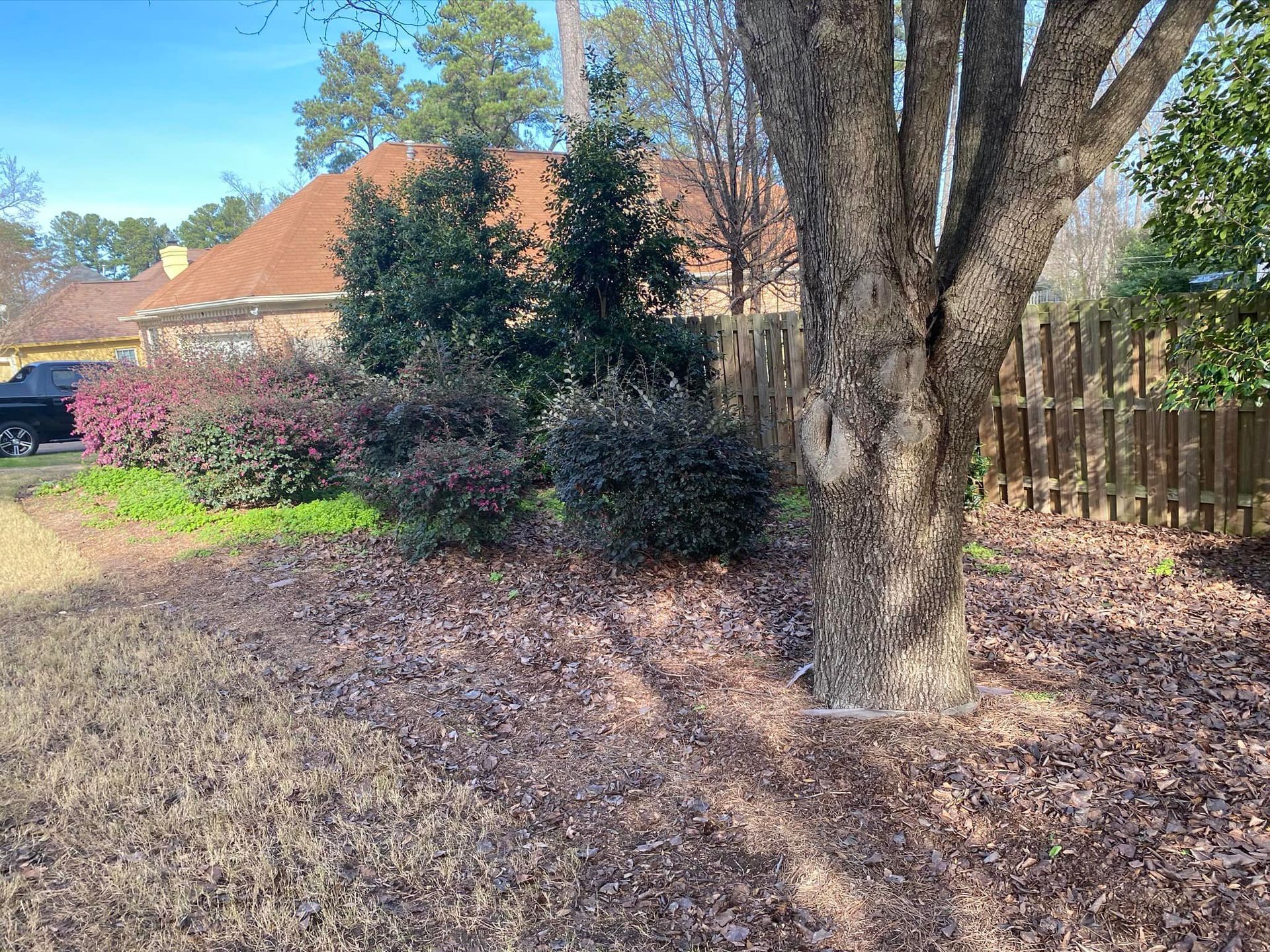 A tree stands in a front yard covered in fallen leaves, with dense green bushes and a wooden fence near a brick house.