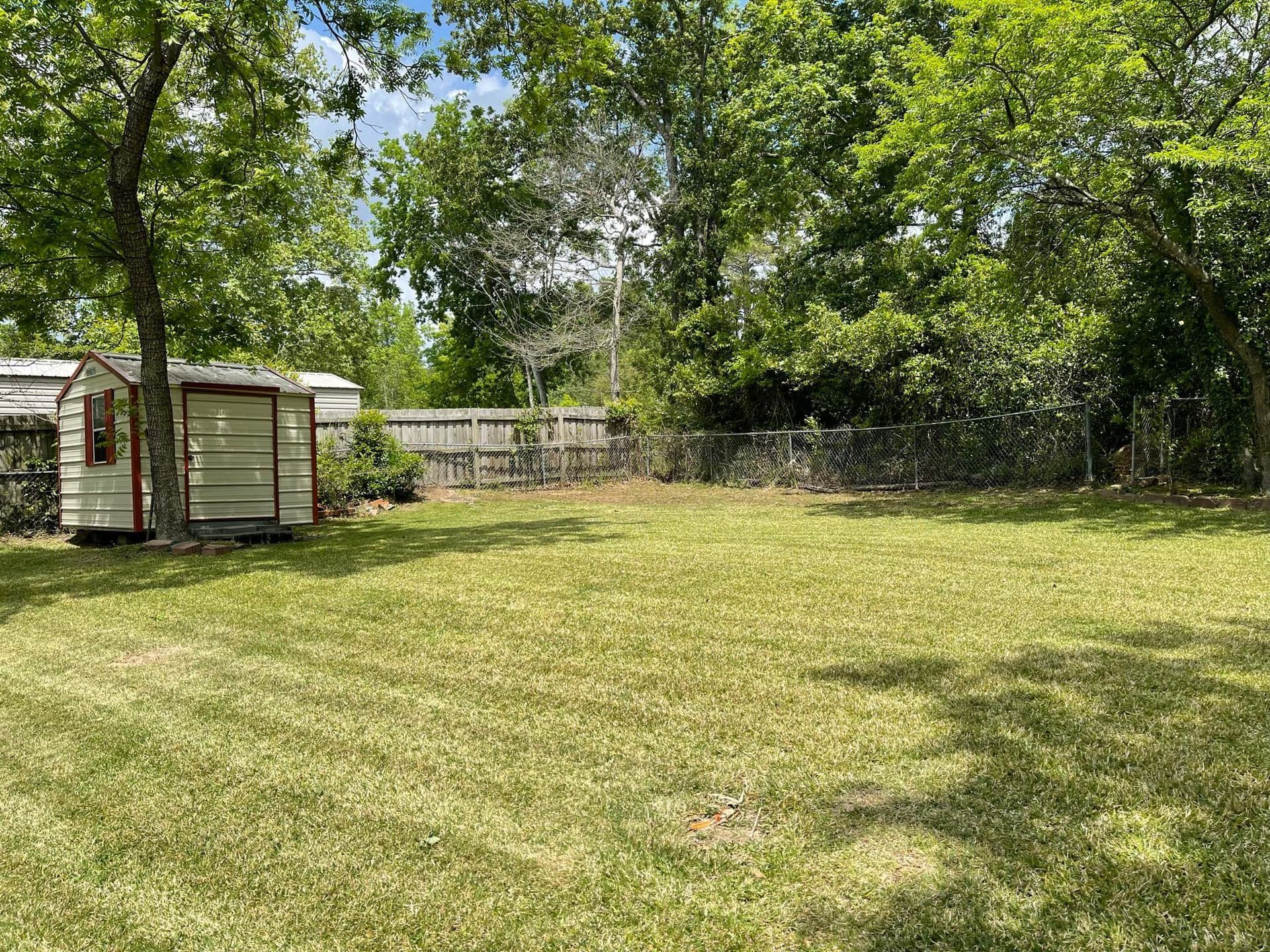 A small, cream-colored wooden shed stands in a grassy backyard surrounded by trees and a chain-link fence.