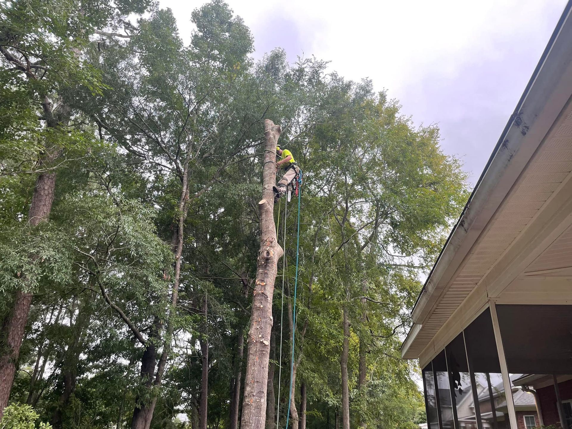 A tree worker wearing a neon yellow helmet and safety harness climbing a tall, topped tree next to a house.