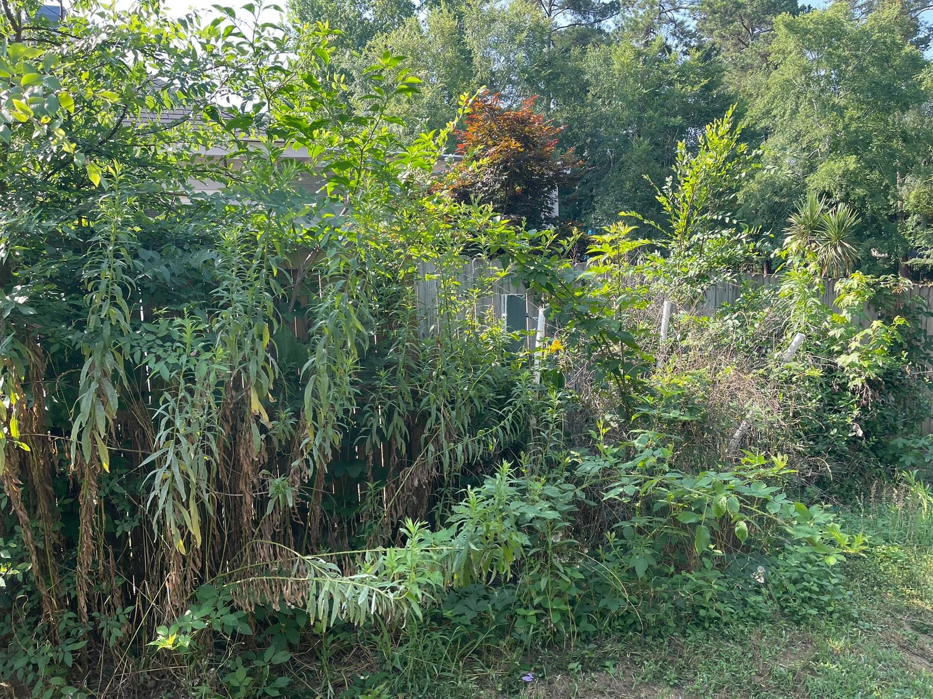 Dense, overgrown greenery and tall weeds partially obscure a wooden fence in a bright, sunlit backyard setting.