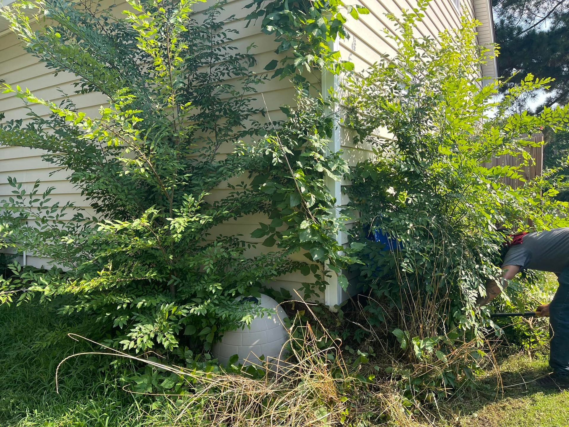 A person uses a pole saw to trim overgrown bushes and tree limbs away from the corner of a light-colored house.