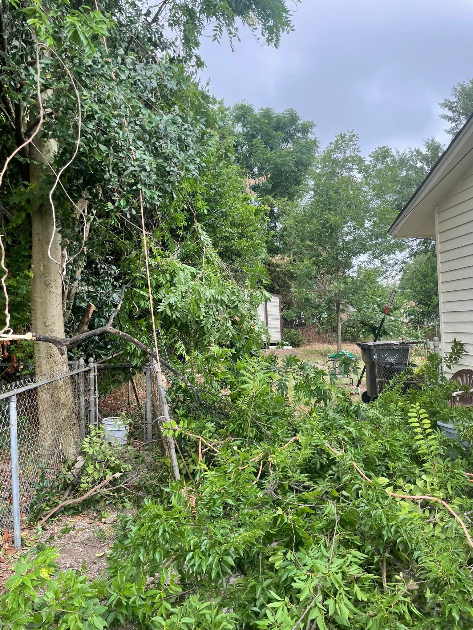 A fallen tree branch lies across a chain-link fence and yard next to the side of a light-colored house.