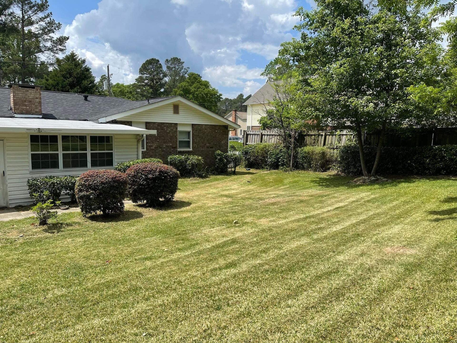 A sunny backyard with a freshly mowed lawn, two round bushes, and a brick house with white siding under a blue sky.