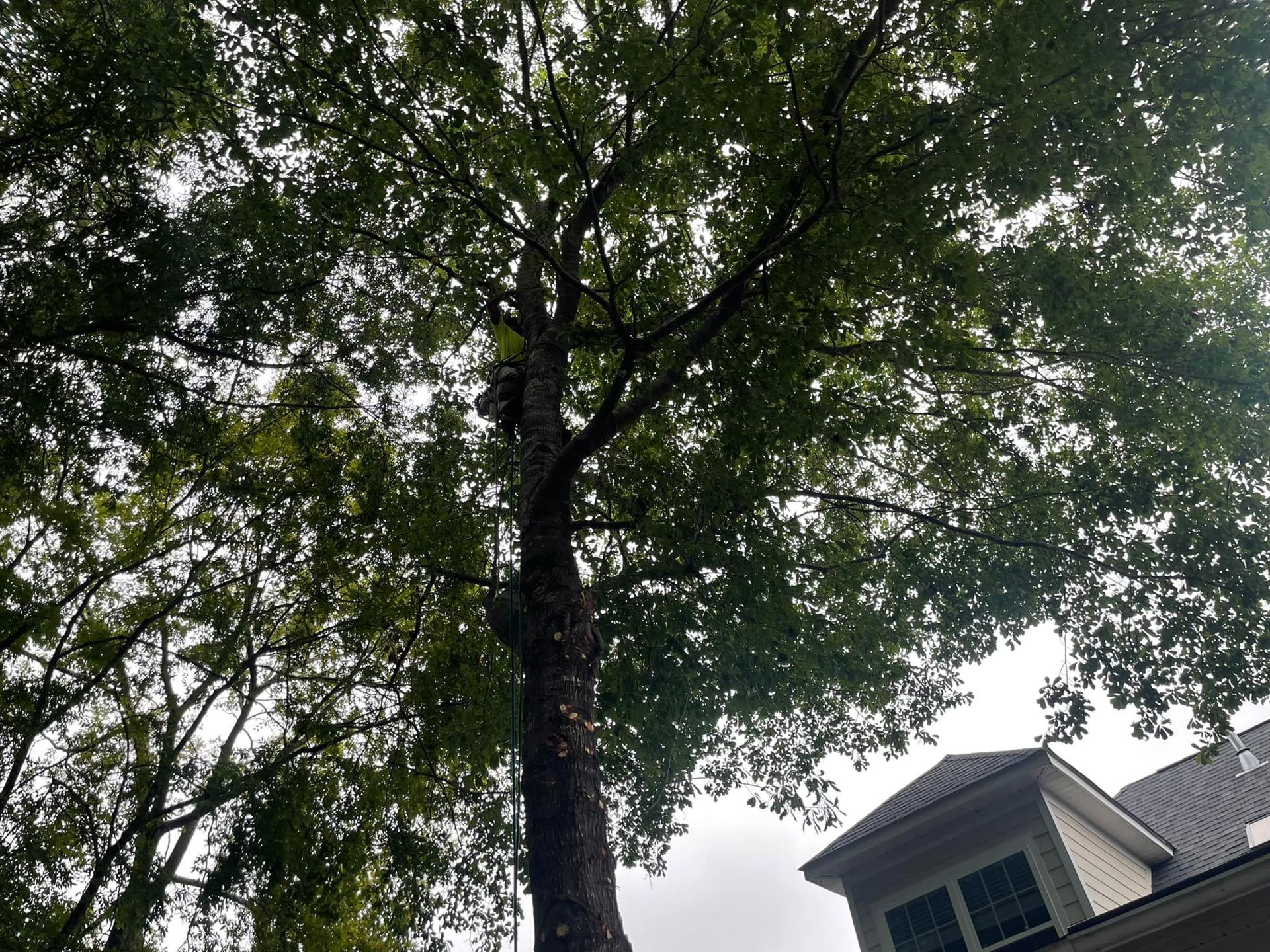 A person wearing a high-visibility vest climbs a large tree near a house.
