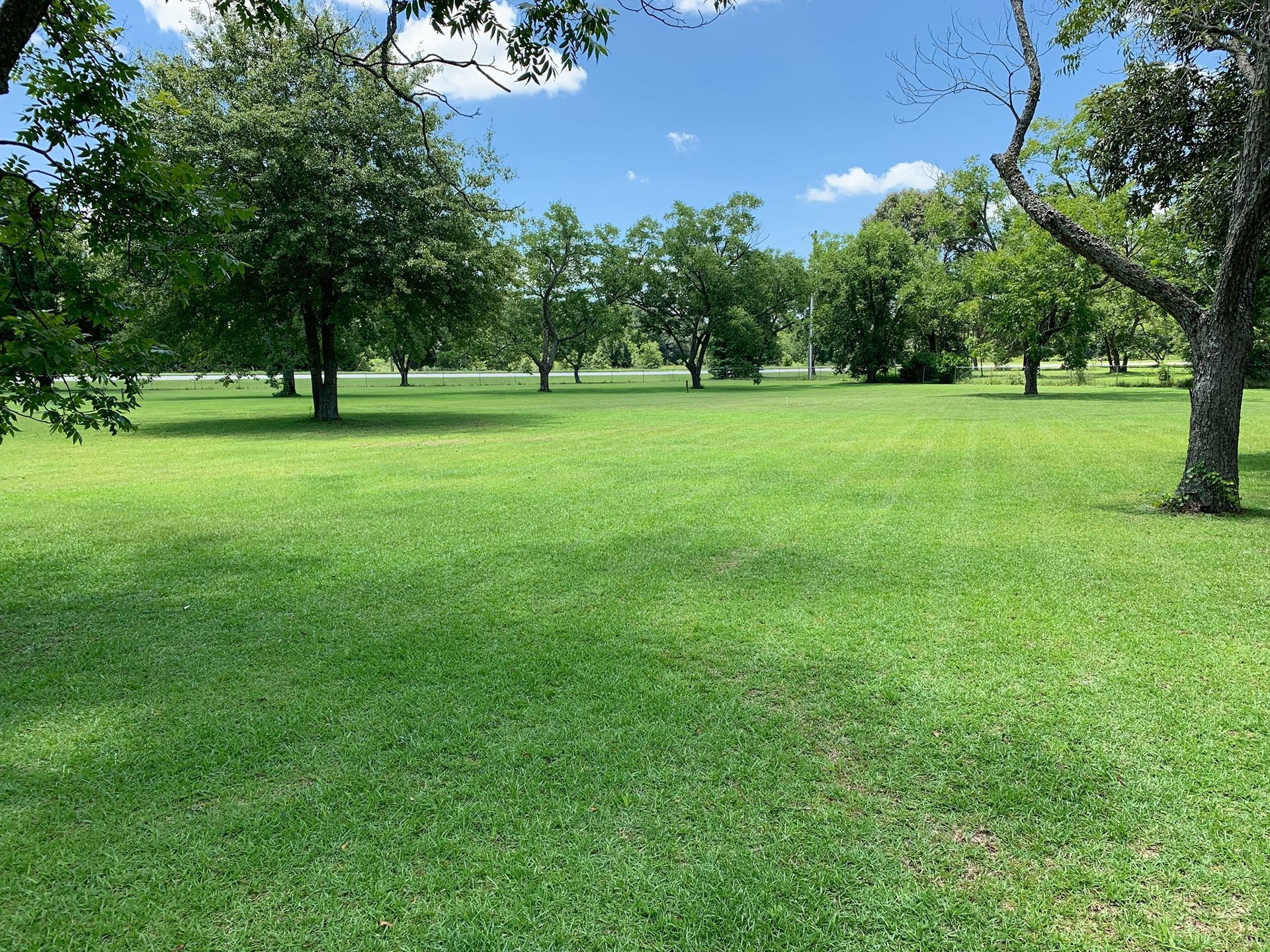 A sprawling, vibrant green grassy field dotted with multiple mature, leafy trees under a bright blue sky with light clouds.