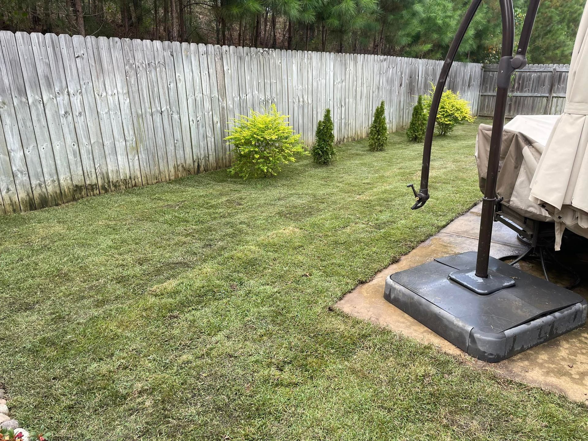A grassy backyard with a tall wooden fence, several small bushes, and a weighted base for a patio umbrella.