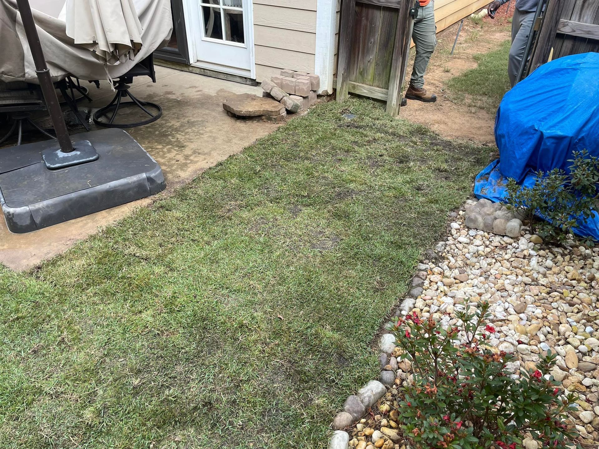 A grassy yard beside a patio, featuring a stone border, a blue tarp covering, and a partial view of someone standing.