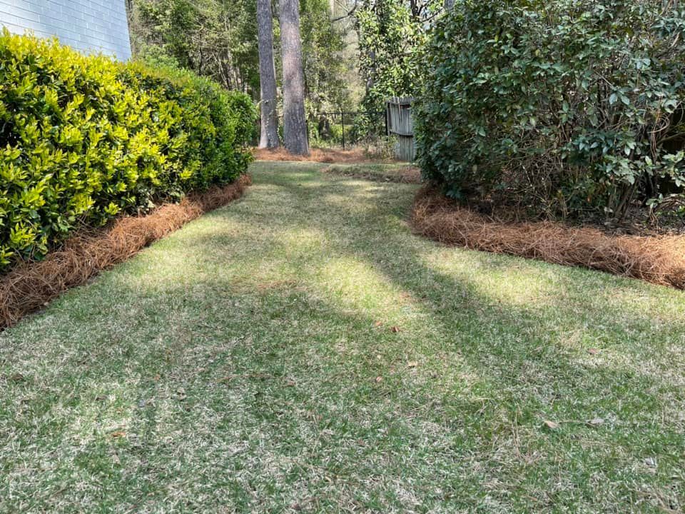 A grassy path leads between manicured green hedges and pine straw mulch beds in a bright, sunny yard.
