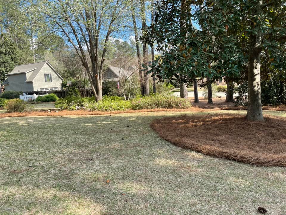 A suburban yard with a large magnolia tree on the right, pine straw mulch beds, and a house in the background.