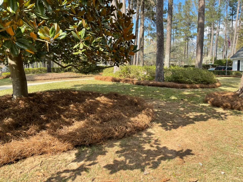 A landscape featuring a large magnolia tree and garden beds mulched with pine straw under a bright, sunny sky.