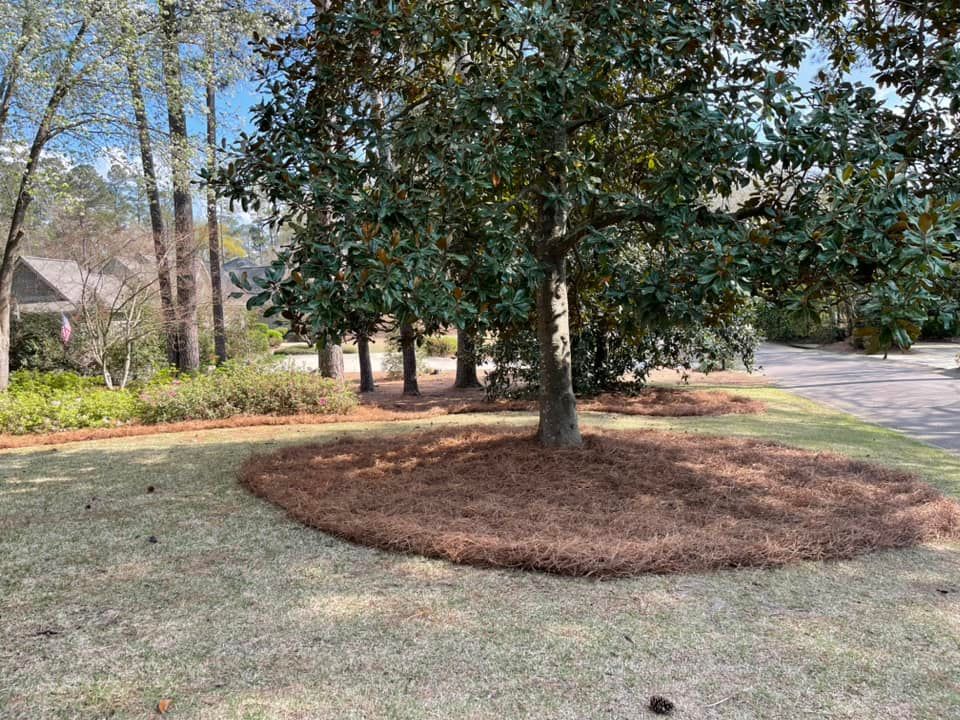 A large, green-leafed tree stands in a yard with a circular bed of pine needles at its base on a sunny day.