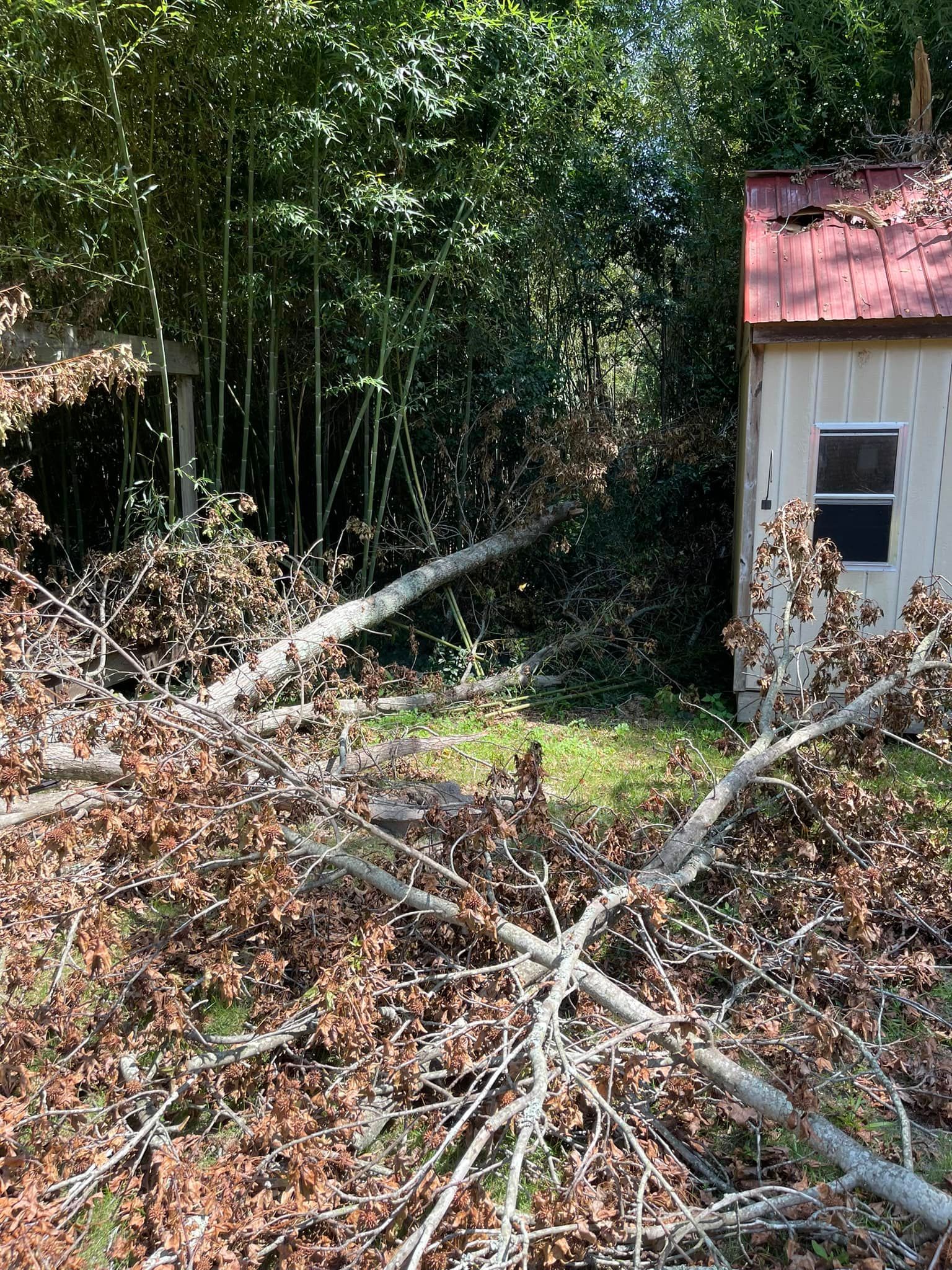 A fallen, dead tree branch lies across a grassy yard in front of a small shed with a rusted metal roof.